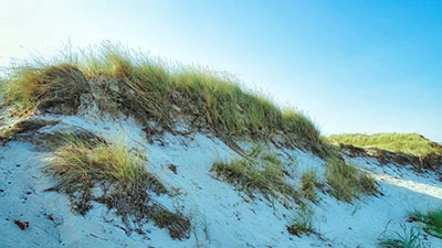 Verträumte Dünen Verträumte Dünen