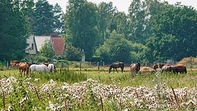 Auf vielen Reiterhöfen warten Pferde auf den Ausritt Auf vielen Reiterhöfen warten Pferde auf den Ausritt